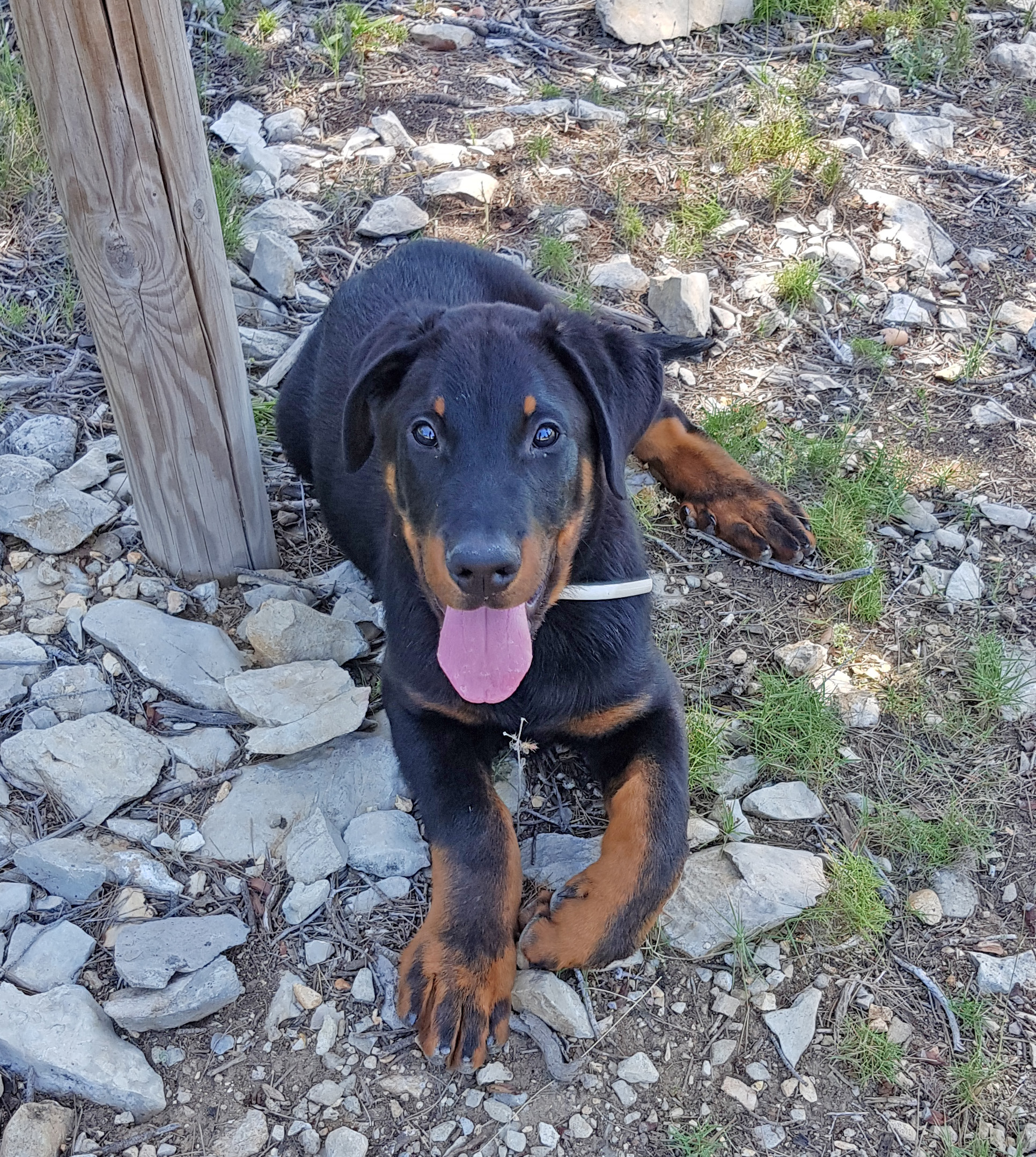  domainedelalicorne.fr photo chien beauceron photo chiot beauceron Elevage de beauceron chiot beauceron pure race élevage du clos de la licorne elevage des gardiens de la licorne elevage beauceron noir et feu authentique gros gabarits élevage de Beauceron familial sérieux et qualité domainedelalicorne.fr suivi des chiots conseil d’éducation chiot propre bas rouge santé caractère spécialiste du beauceron noir et feu ou arlequin chien rustique berger de France  nos chiots sont élevés avec amour et attention notre passion au service de la qualité Beauceron de qualité et sportif domaine de la licorne 04380 BARRAS élevage en liberté éleveur berger de beauce élevage de beauceron de travail 06 11 20 51 93 site domainedelalicorne.fr mail domainedelalicorne@gmail.com